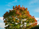 Tree in autumn - Drzewo jesienią